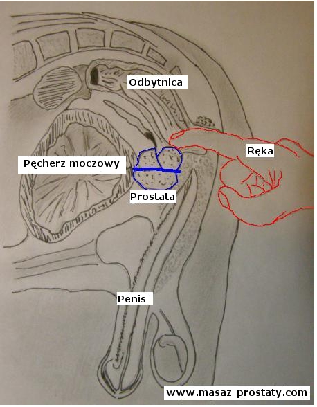 Co to jest prostata?